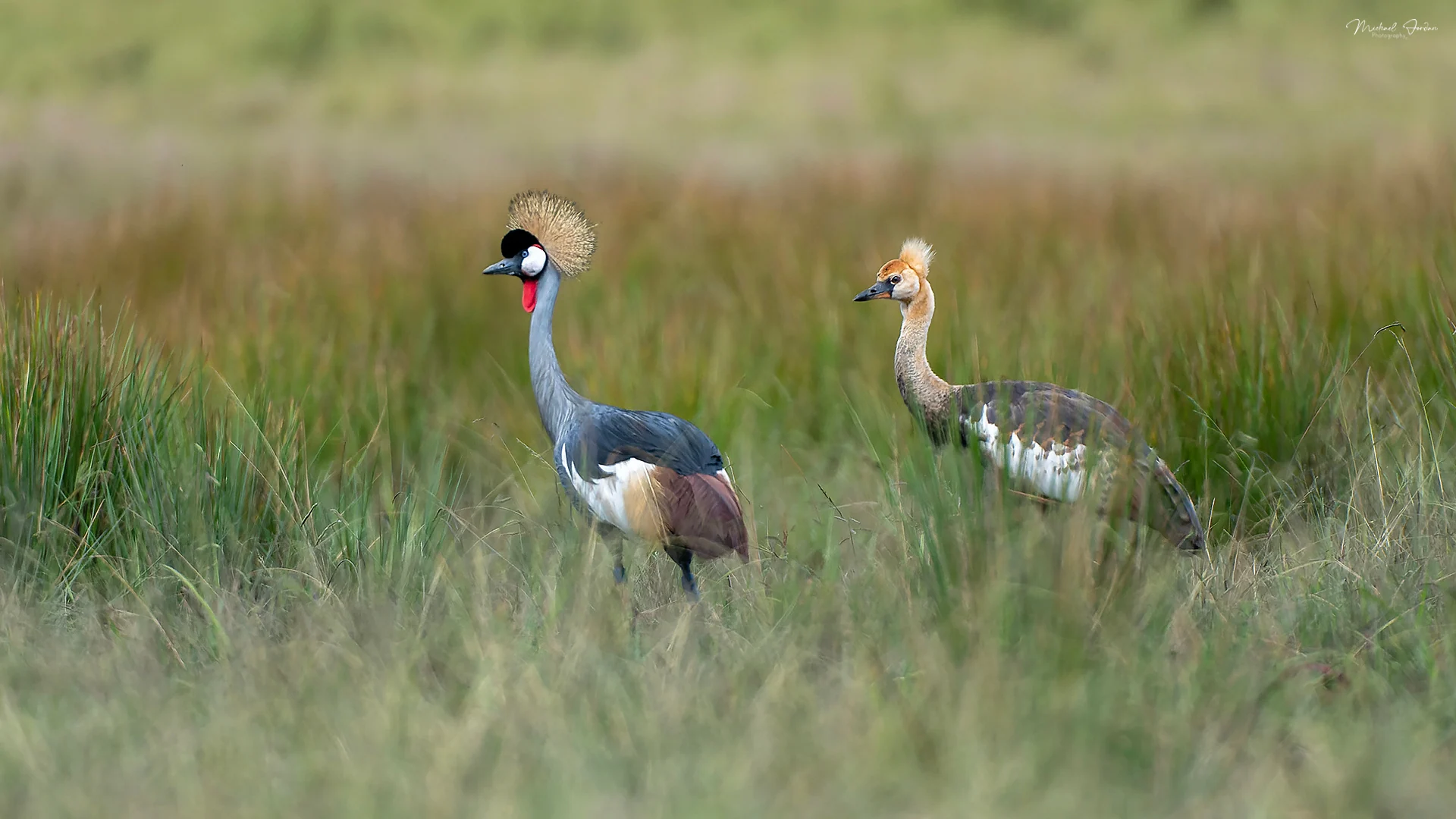 Grey crowned crane (Balearica regulorum), Kamberg Valley, by Michael Jordan