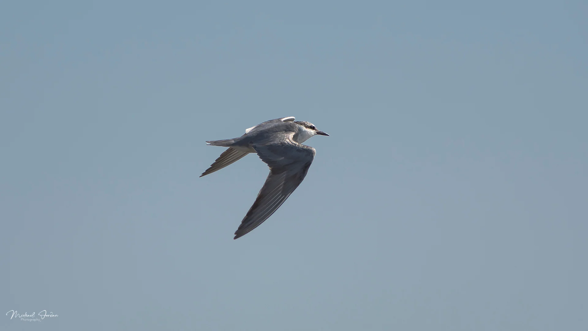 Whiskered Tern (Chlidonias hybrida), Marrivale Bird Sanctuary, by Michael Jordan