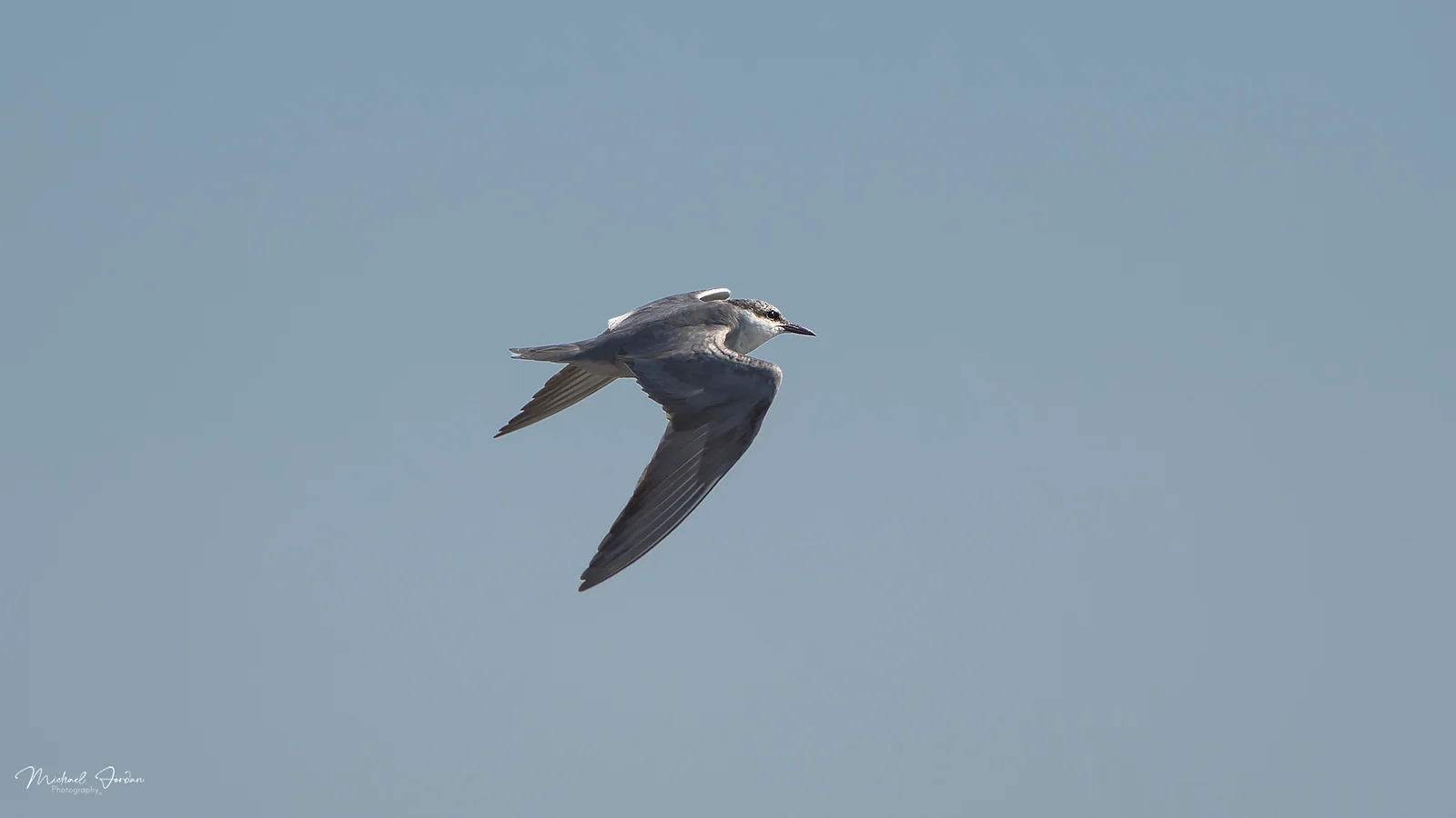 Whiskered Tern (Chlidonias hybrida), Marrivale Bird Sanctuary