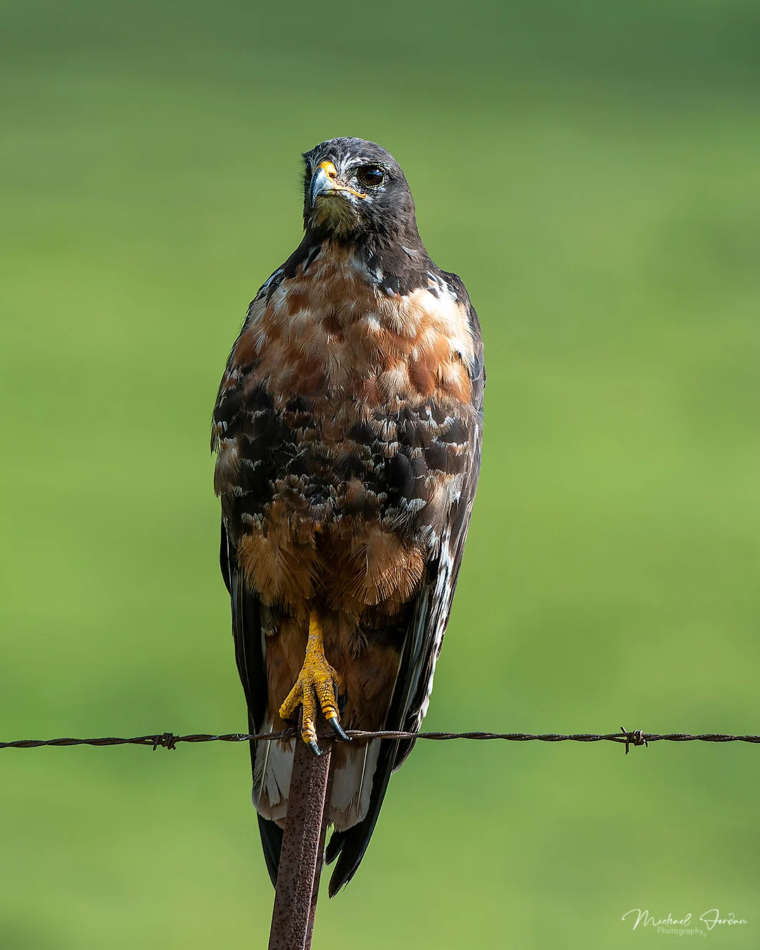Jackal Buzzard (Buteo rufofuscus), Kamberg Valley, by Michael Jordan