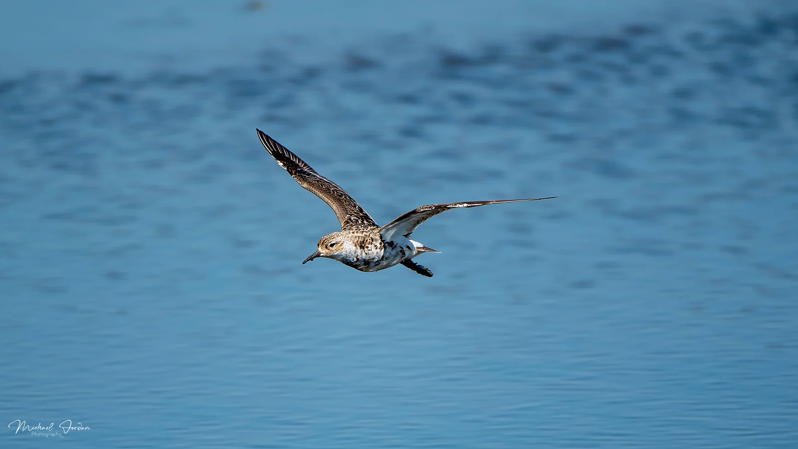 Ruff (Philomachus pugnax), Marrivale Bird Sanctuary