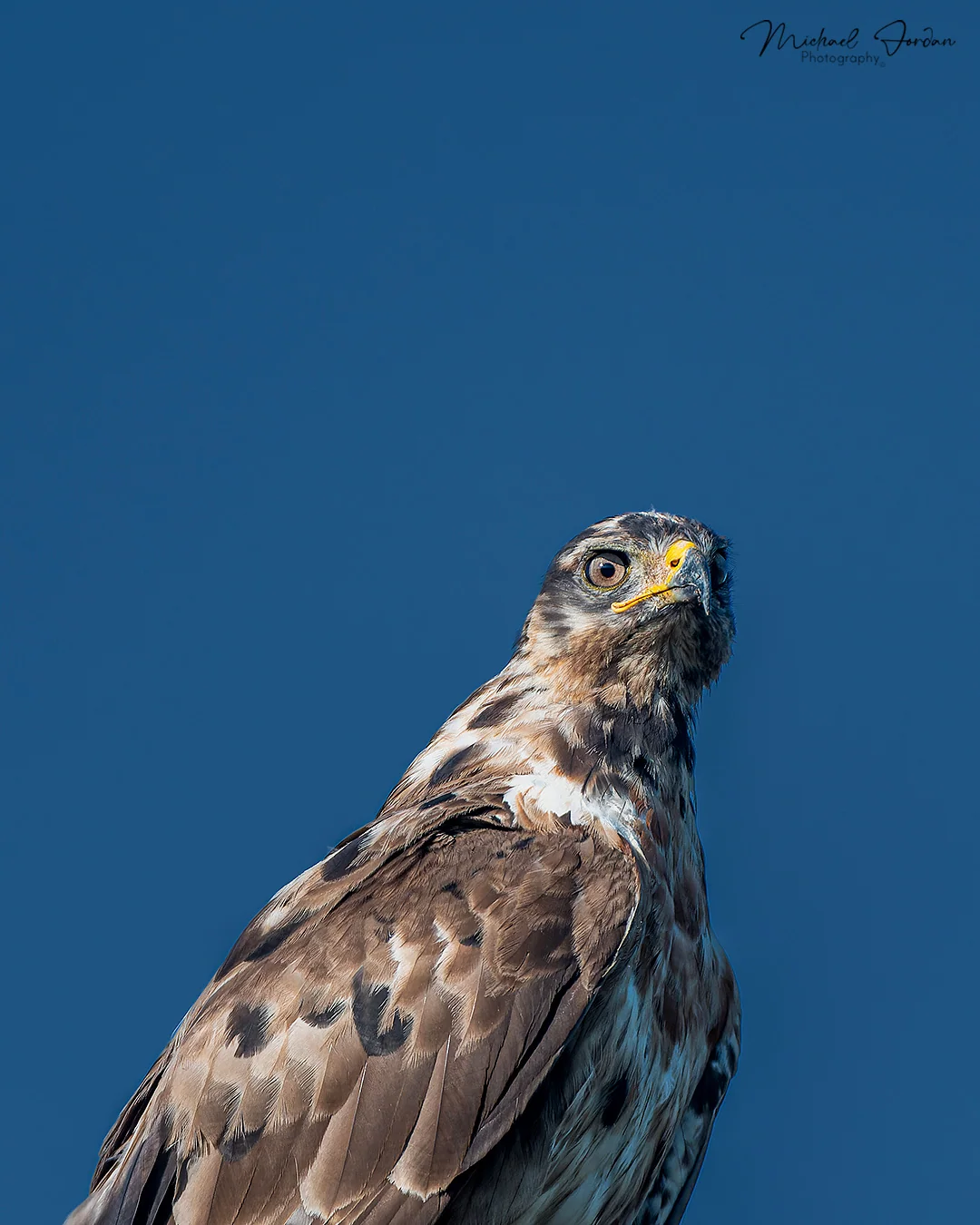 Jackal buzzard (Buteo rufofuscus), Benvie Gardens