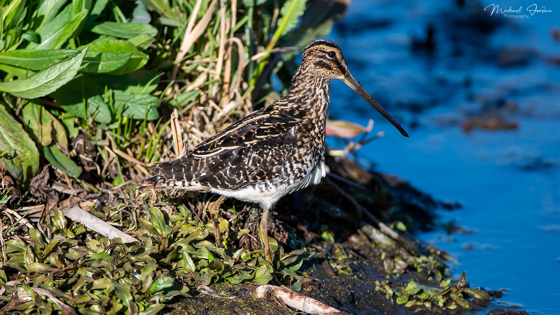 Africa Snipe (Gallinago nigripennis), Marrivale Bird Sanctuary, by Michael Jordan