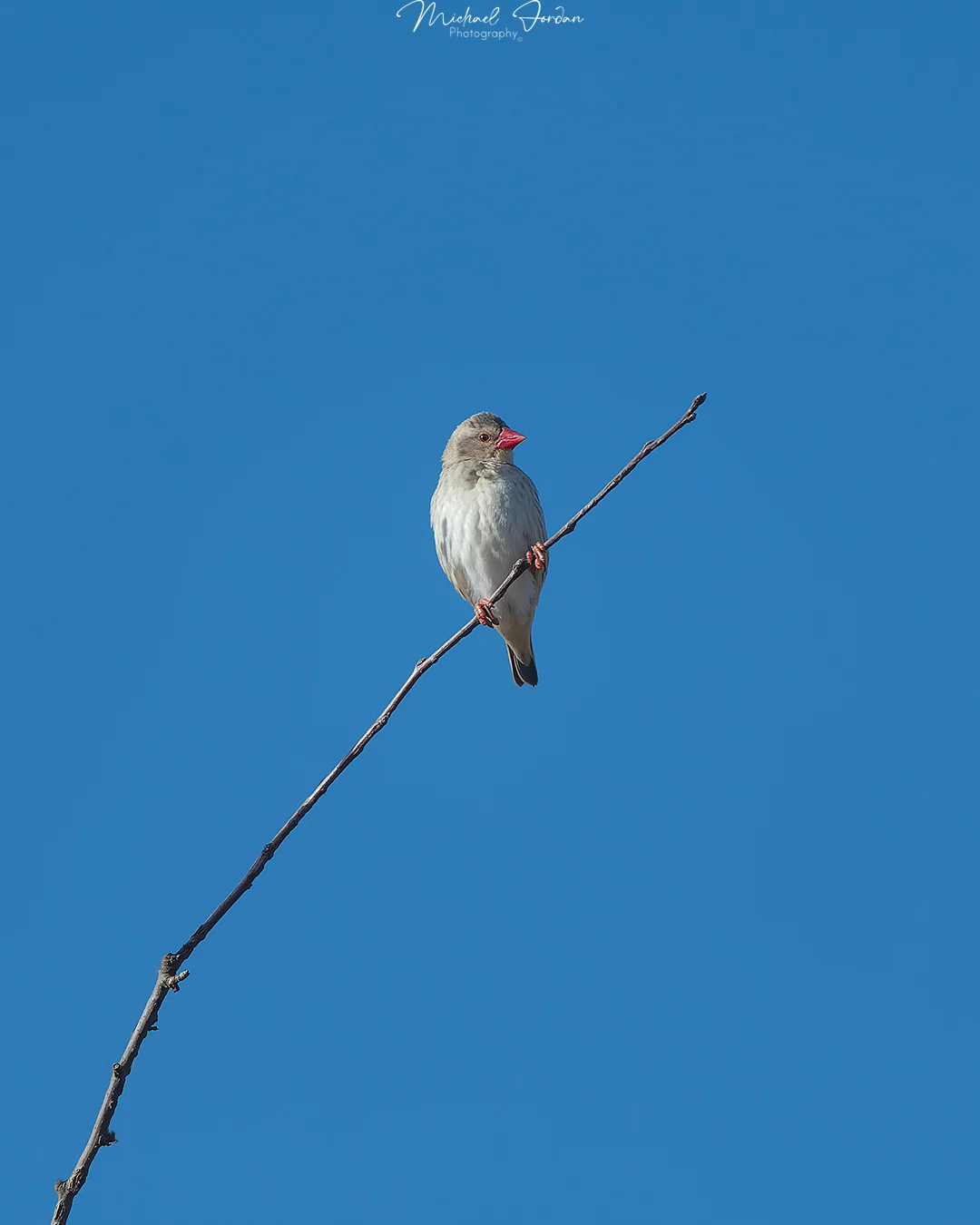 Red-billed Quelea (Quelea quelea), Nottingham Road, by Michael Jordan