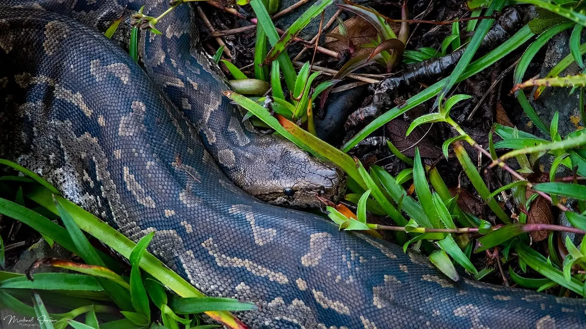 Southern African Python (Python natalensis)