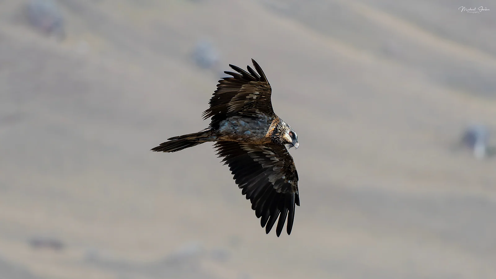 Bearded Vulture (Gypaetus barbatus), Giants Castle Reserve