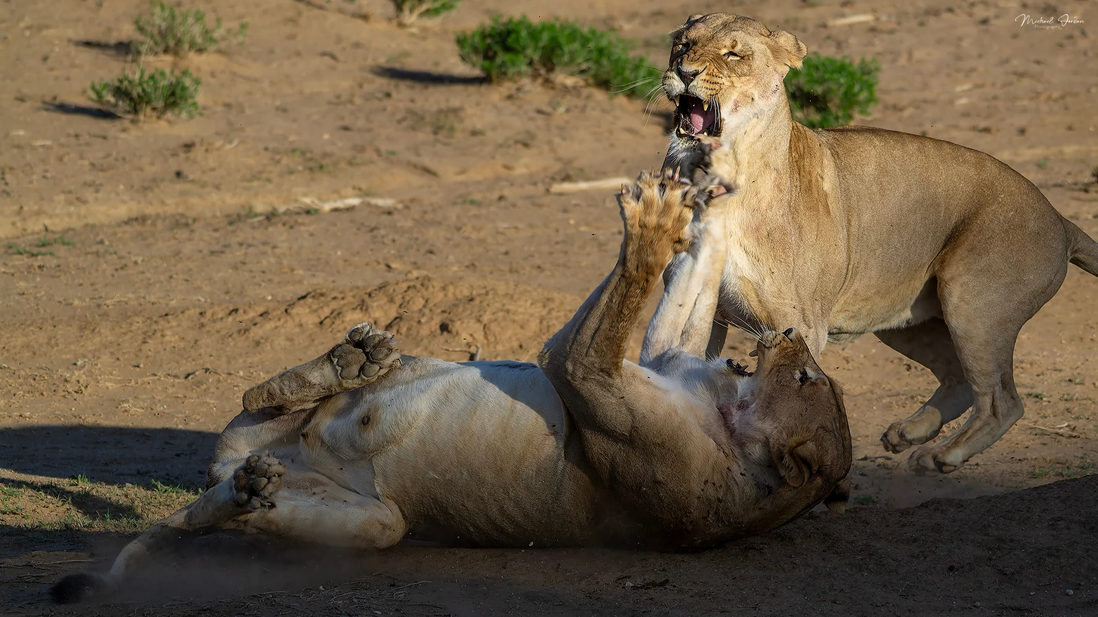 African Lion (Panthera leo), Kgalagadi Transfrontier Park