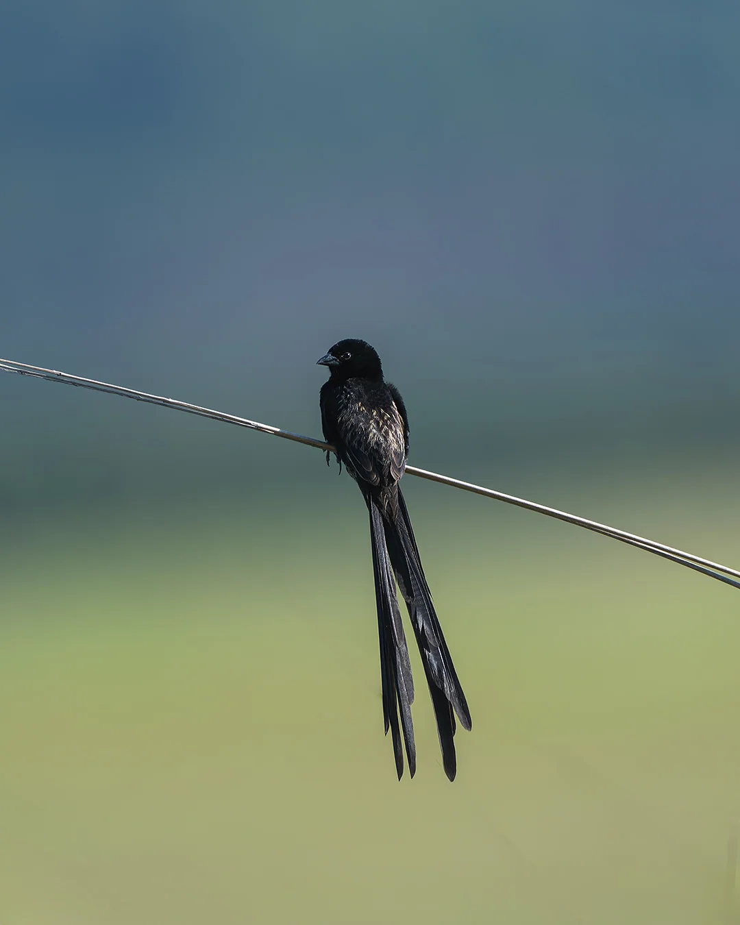 Long-tailed widowbird (Euplectes progne), Nottingham Road