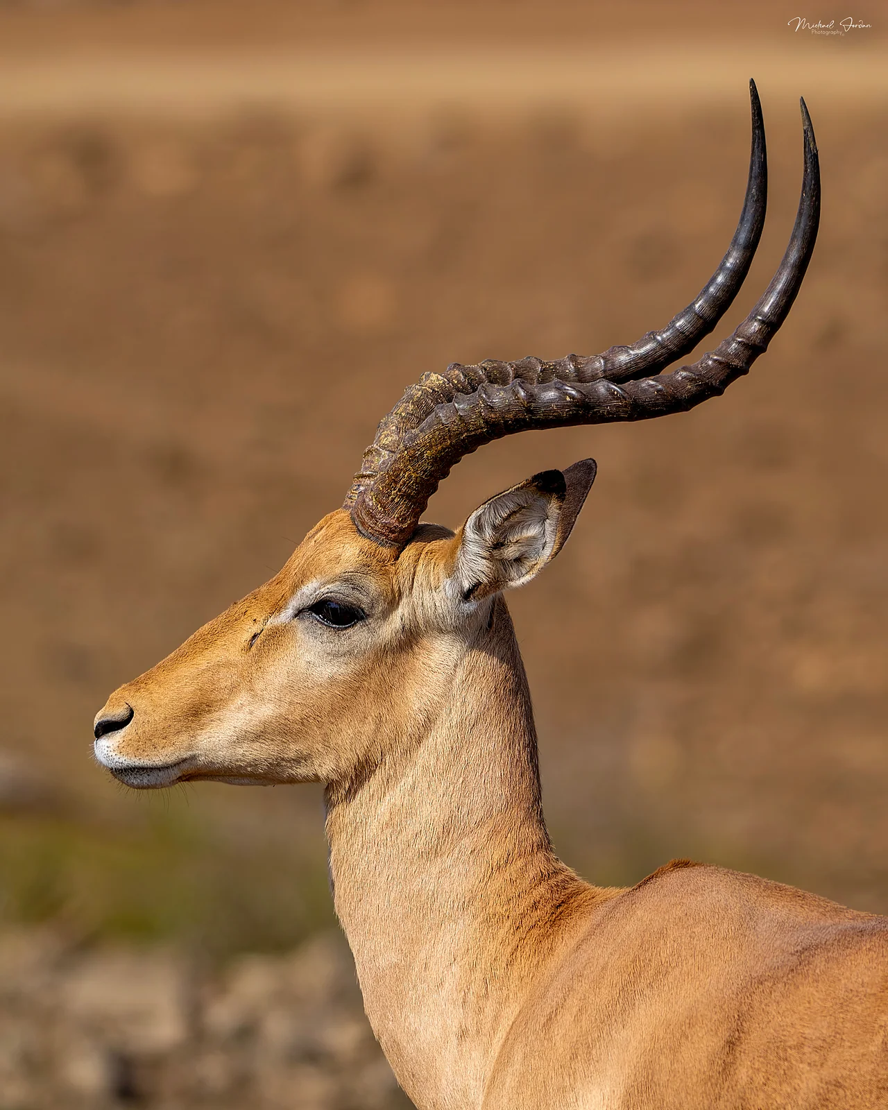 Impala (Aepyceros melampus), Kruger National Park
