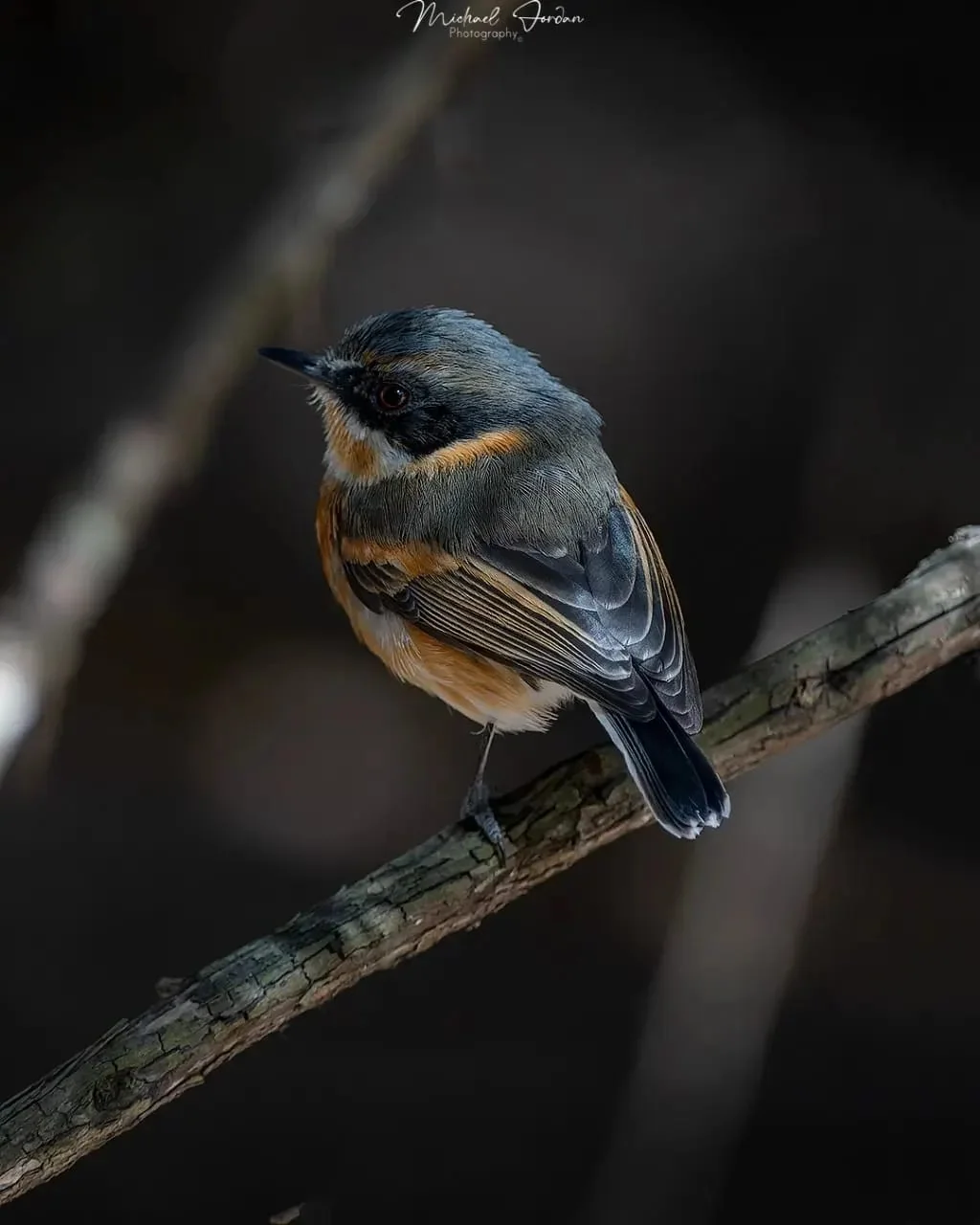 Cape Batis (Batis capensis), Nottingham Road